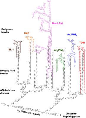 Underestimated Manipulative Roles of Mycobacterium tuberculosis Cell Envelope Glycolipids During Infection